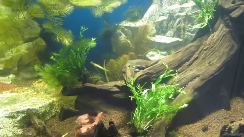 Crossocheilus Siamensis (da so in der Mitte) von Christian Grunwald (36)