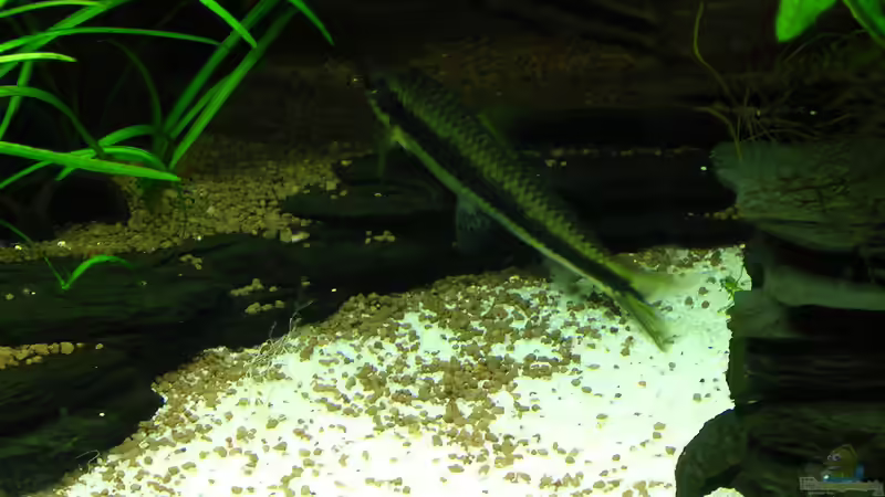 Crossocheilus siamensis Juni 2014 von Christian Grunwald (61)