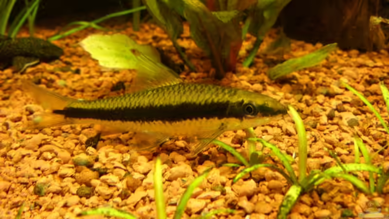 Crossocheilus siamensis von Oliver Boden (38)