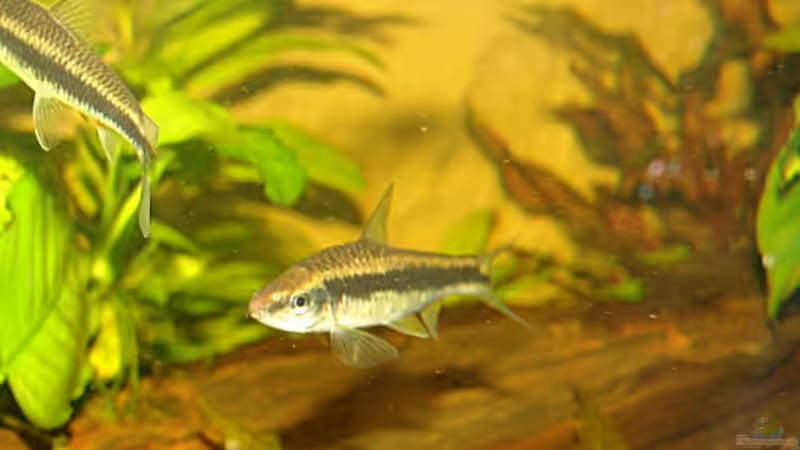 Aquarien mit Crossocheilus siamensis (Siamesischer Rüsselbarben)