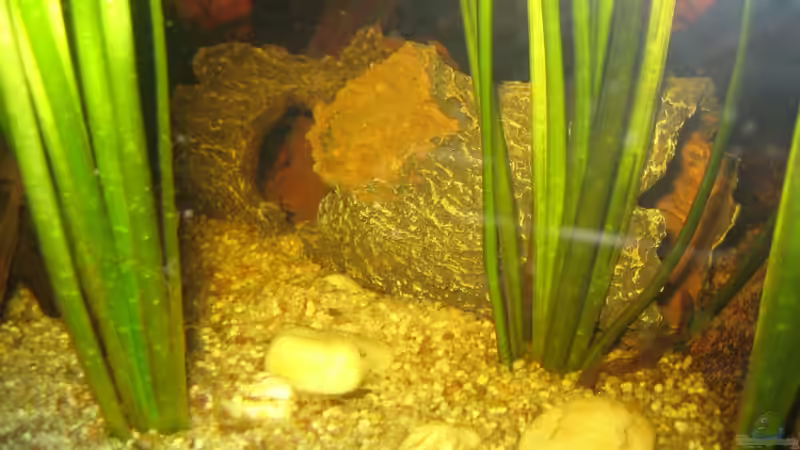 Crusta Tree eingesetzt zwischen Vallisnerien, rechte Seite. Leider mit Blitz, da von Alex S (25)