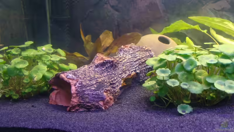 Crusta Tree von Christian Heitmann (10)