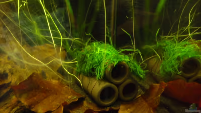 Crusta Tube mit Javamoos begrünt (25.03.10) von Opodeldok (15)