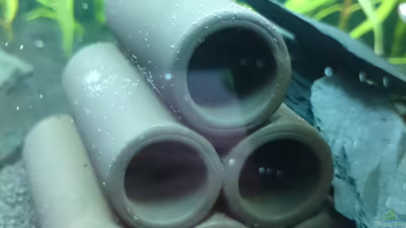 Crusta Tubes von Jahira (11)