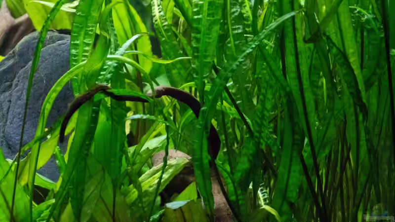 Cry. Balansae von -Der Österreicher- (7)