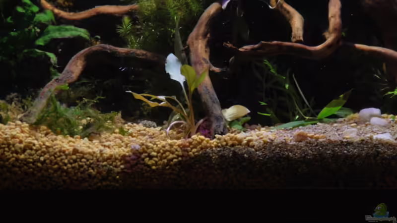 Cryotocoryne becketii von lomarraco (34)