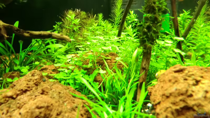 cryotos(18.09.12) von Walde (51)