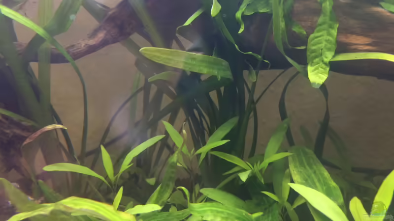 Cryprtocoryne wendtii, Hygrofila siamensis und Saggitaria im Hintergrund von Harald Kästner (19)