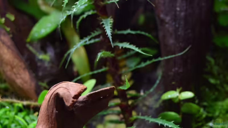 Cryptanthus microglaziou von Junglist (9)