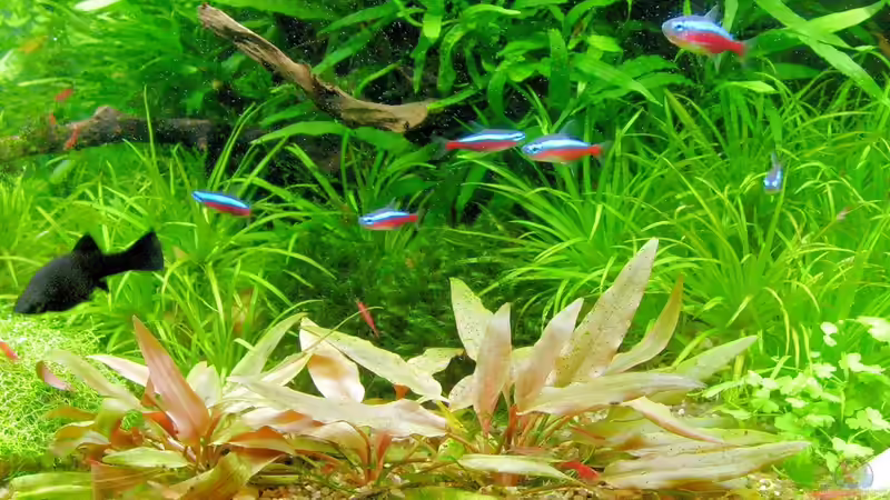 Crypto. pechtii pink von Volkmar1 (8)