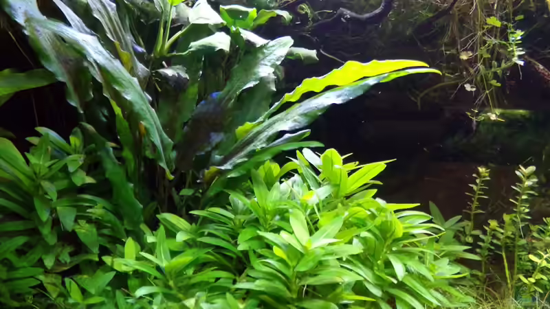 Crypto & Staurogyne 30.01.17 von Der Nicky (34)