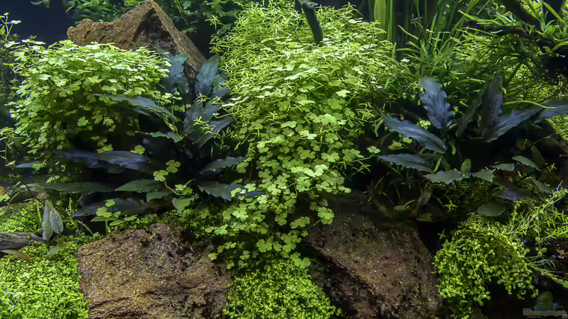 Crypto beckettii; Hydrocotyle tripartita; Eleocharis montevidensis von JARB (23)