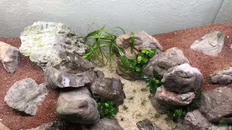 Crypto Parva von Der Nicky (16)