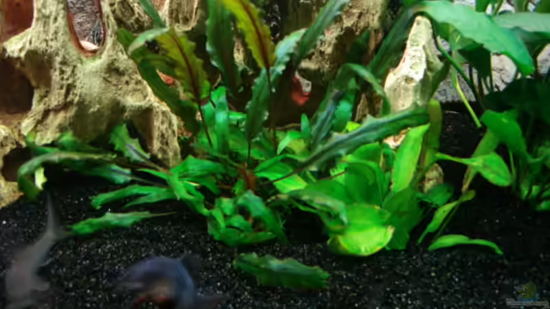 Crypto und eine mir unbekannte von Dirk Linke (7)