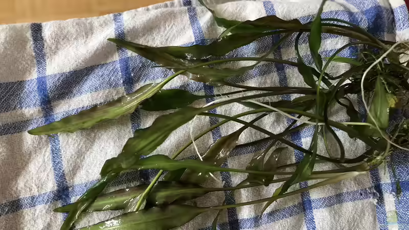 Crypto? von Günnis Medaka Refugium (13)