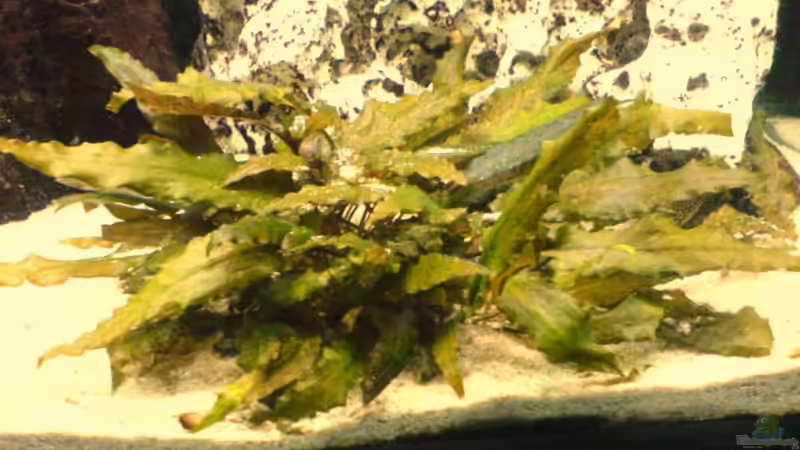 Crypto von Henning Meyer (3)