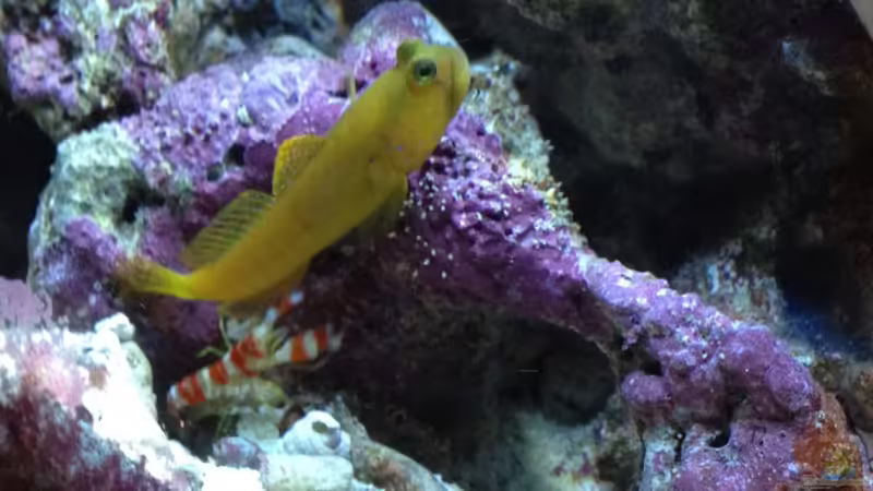 Cryptocentrus cinctus - Zitronen-Wächtergrundel mit Alpheus randalli - Randalls Knallkrebs von reefaddict (22)
