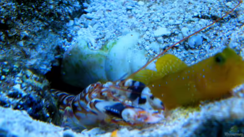 Alpheus bellulus im Aquarium halten (Einrichtungsbeispiele für Bella-Knallkrebs)