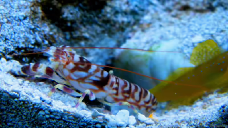 Aquarien mit Cryptocentrus cinctus (Zitronen-Wächtergrundel)