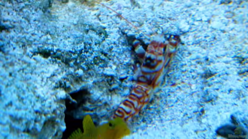 Cryptocentrus cinctus & Alpheus bellulus von Malawigo (77)