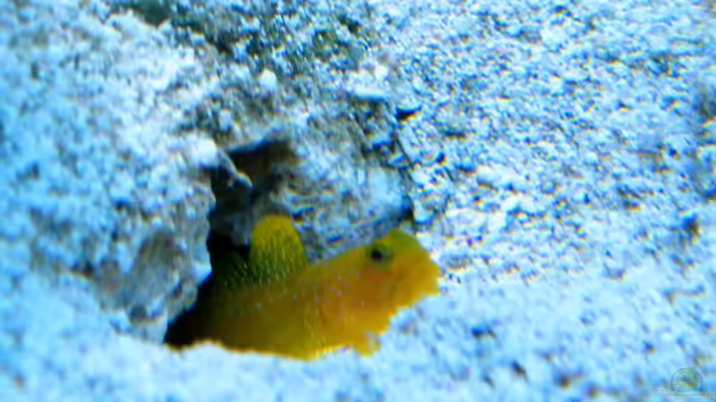 Cryptocentrus cinctus von Malawigo (75)