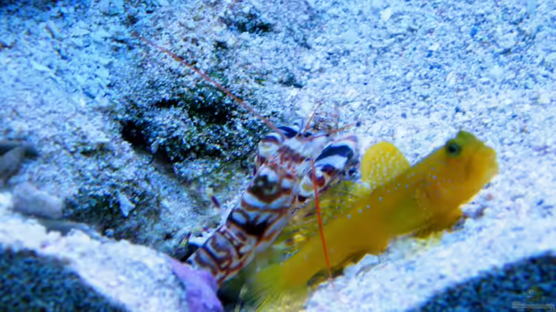 Cryptocentrus cinctus von Malawigo (83)