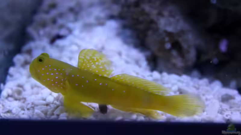 Aquarien mit Cryptocentrus cinctus (Zitronen-Wächtergrundel)