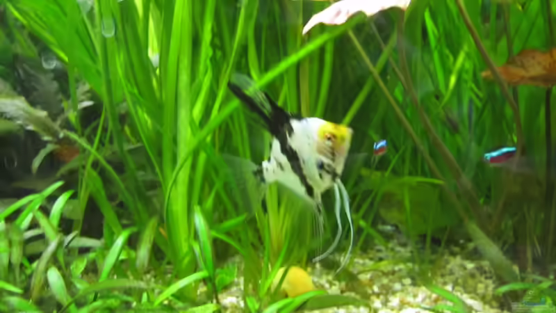 Cryptoceryne einzelne Stecklinge gepflanzt von Mieze2010 (8)