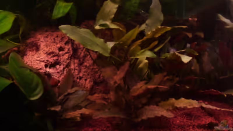 Cryptocorine beckettii  von Ray1975 (14)