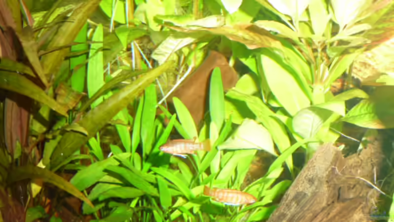 Cryptocorine nevillii (davor 2 neugierige Dario Männchen) von Ray1975 (13)