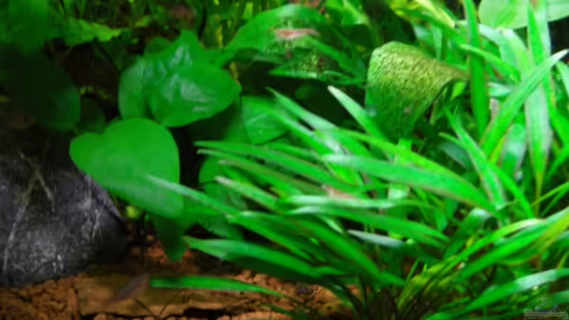 Cryptocorine nevillii rechts und Anubia  links von Aquarienfreund44 (8)