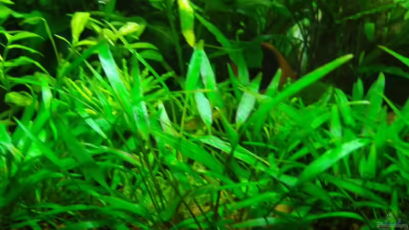 Cryptocorine nevillii von Aquarienfreund44 (8)