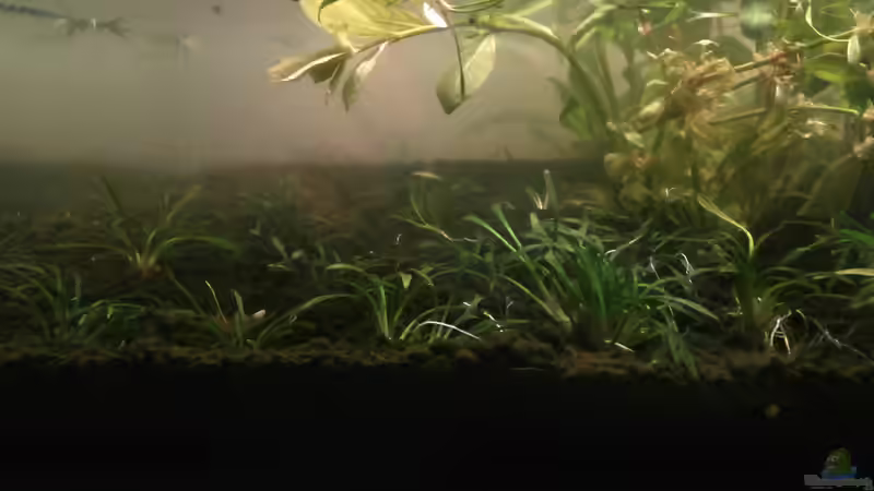 Cryptocorine parva von Ray1975 (5)