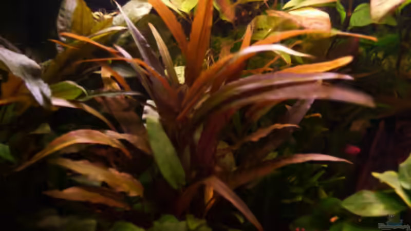 Cryptocorine spec. Indonesia von Ray1975 (11)