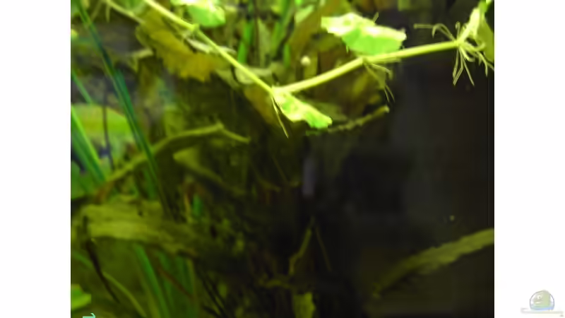 cryptocorine von -=Diskus-Fan=- (6)