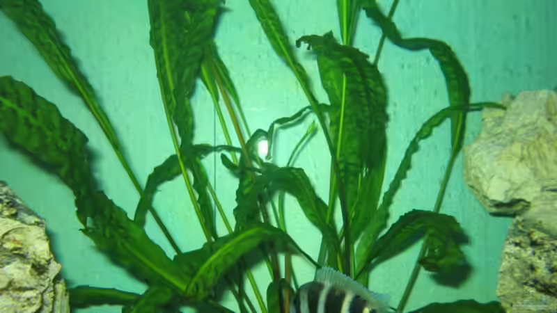 CRYPTOCORINE von Marvin Michel (13)