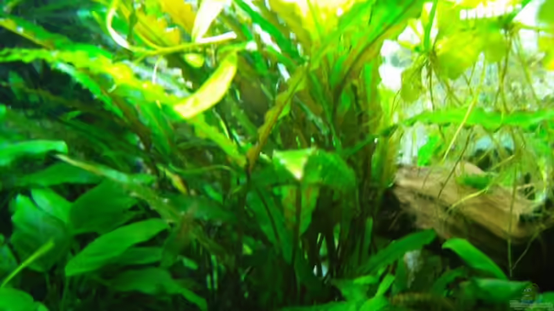 Cryptocorine Walkeri braun von Aquarienfreund44 (10)