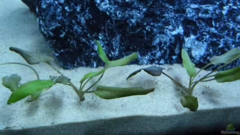 Cryptocorine Wendtii von Carsten Peters (6)