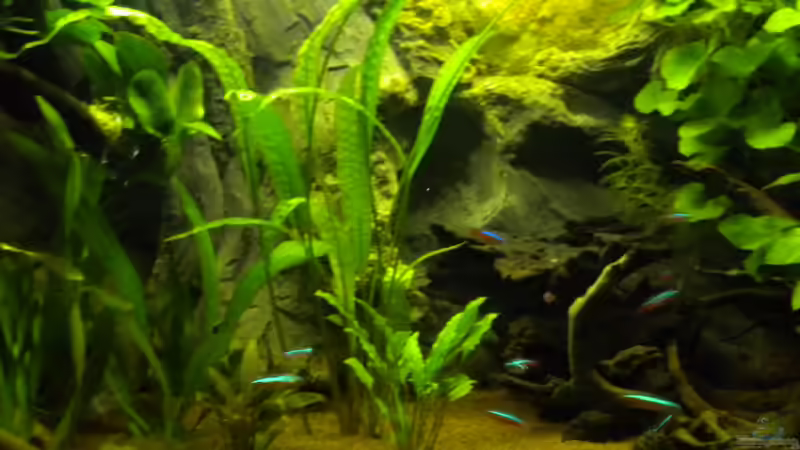 Cryptocoryden und Amazonas von Herki (5)