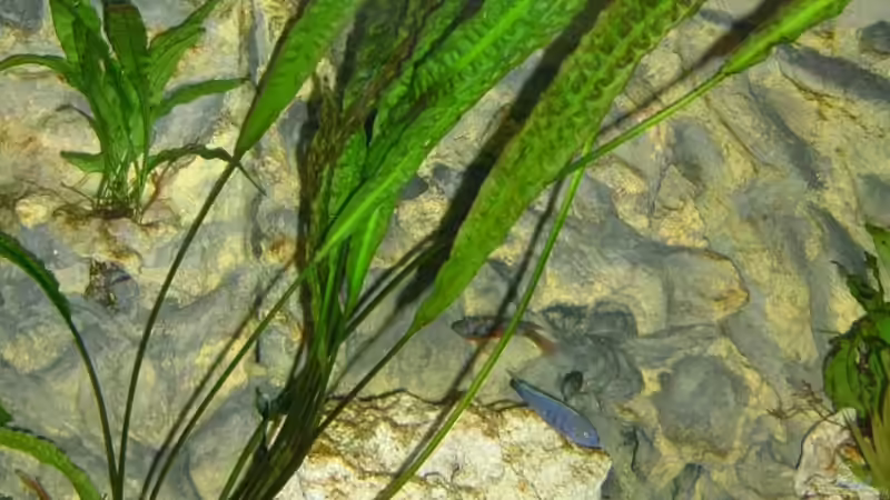 Cryptocoryn von Oliver Rädel (8)