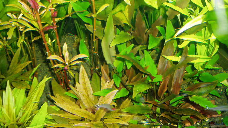 Cryptocoryna bullosa grün und braun (wahrscheinlich aber Varietät von C. affinis) links, Cryptocoryna walkeri (rechts) von Reiner Dr. Med. Jesse (43)