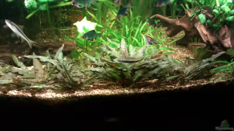 Cryptocoryne ? // Wendtscher Wasserkelch von Biffty (12)