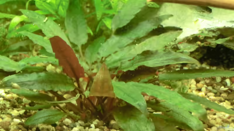 Cryptocoryne, die seit Beginn nur noch dunkle Blätter hervorbringt von . (21)