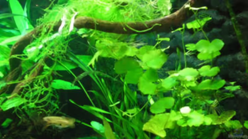 Cryptocoryne, Vallisnerien, Wassernabel und Javamoos von Thomas Ahrens (16)