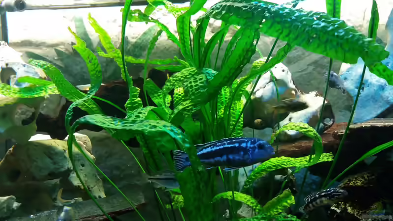 Cryptocoryne  von Angelo Nardello (5)