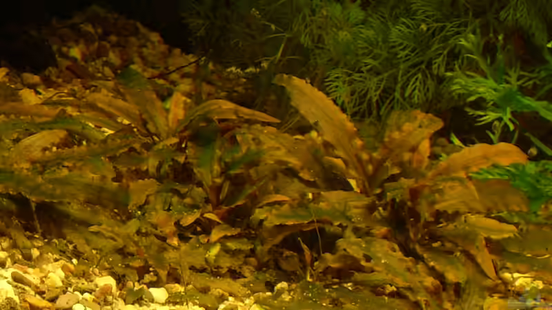 Cryptocoryne  von Wasserwelt (15)