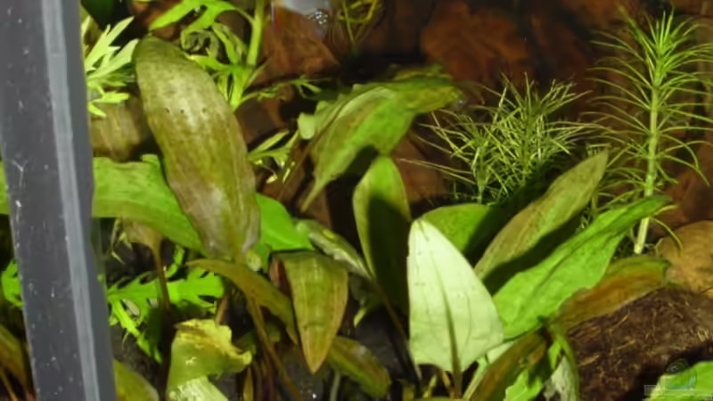 Cryptocoryne affinis im Aquarium pflegen (Einrichtungsbeispiele für Geflammt braunblättriger Wasserkelch)