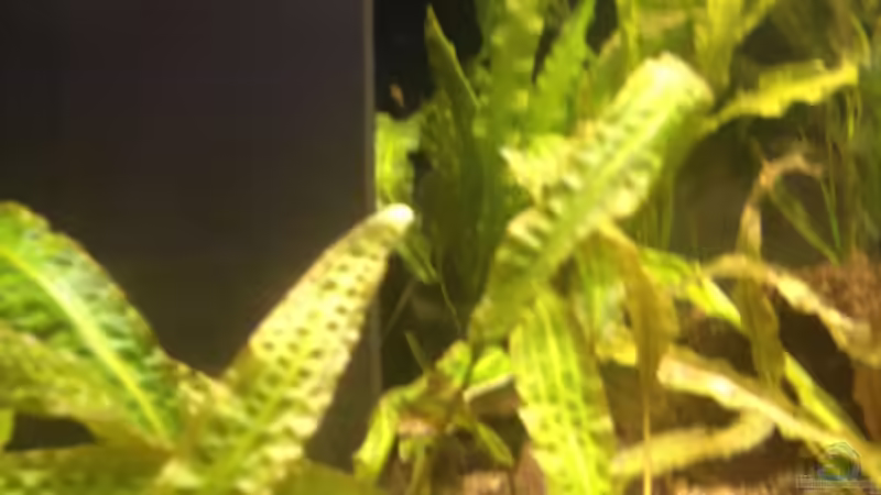 Cryptocoryne Affinis von schmitzkatze (9)