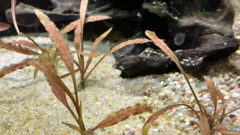 Cryptocoryne albida ´Brown´ von Lily (22)
