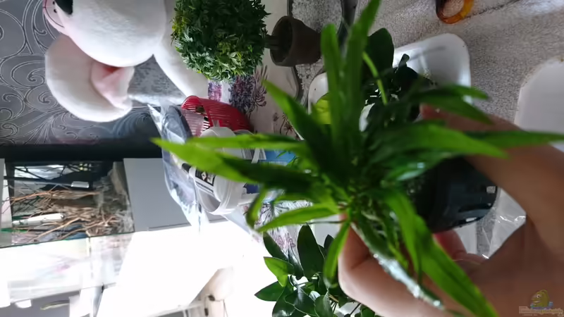 Cryptocoryne albida im Aquarium pflegen (Einrichtungsbeispiele für Weißlicher Wasserkelch)